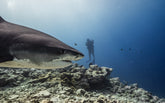 Tiger Shark Men`s Rashguard